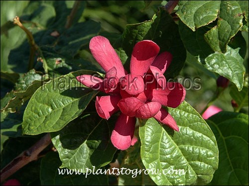 large red flowers and glossy leaves
